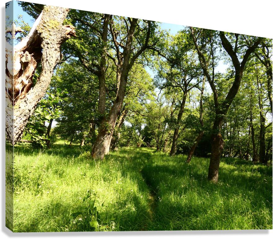Scottish Highlands Summer Style Canvas Print