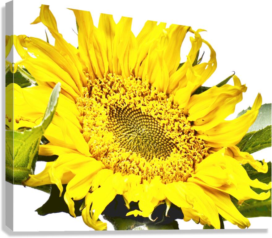 Artistic Flower Canvas Print