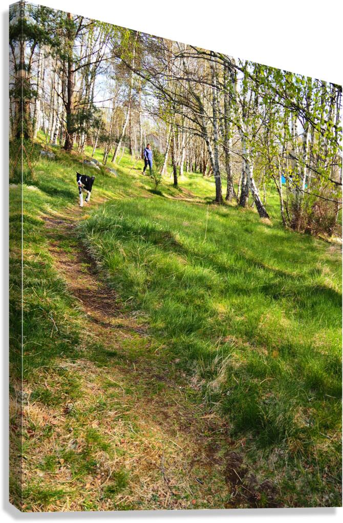 Scottish Highlands Spring Woodland Dog Walk                                                                                                                      Canvas Print