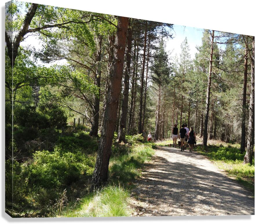 A Forest Walk Through The Scottish Highlands                                                                                                                      Canvas Print