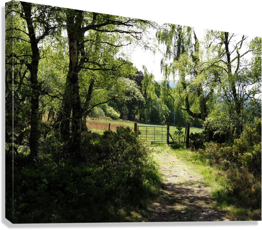 Scottish Highlands Spring                                                                                                        Canvas Print