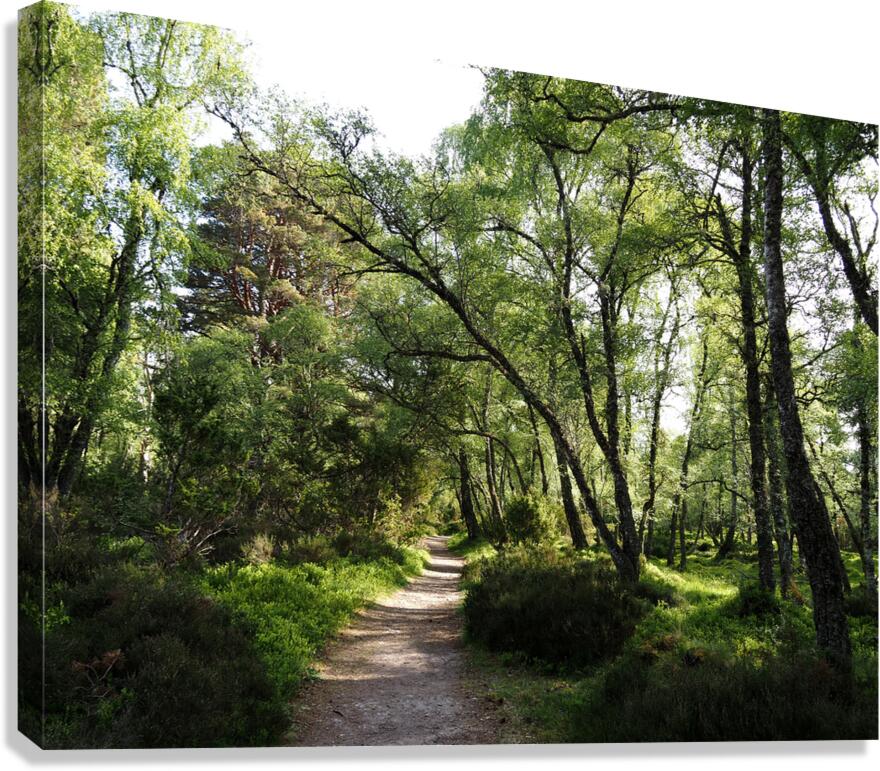  Mays Delight  In The Scottish Highlands                                                                                                                     Canvas Print