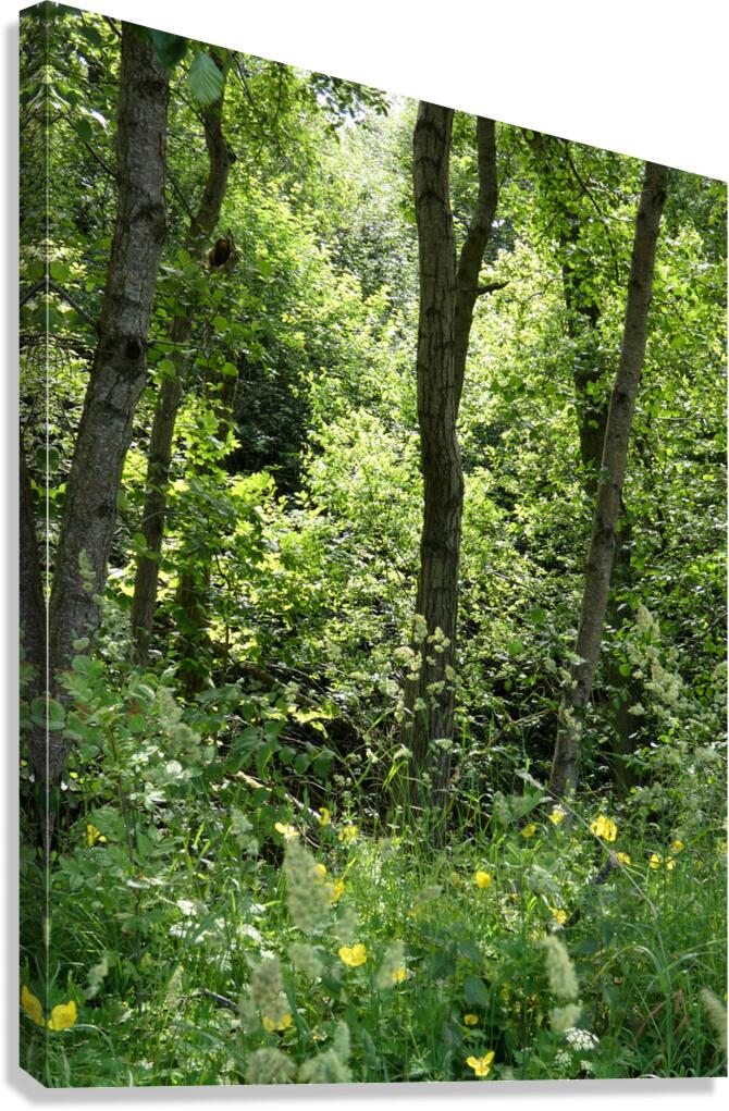 Forest Spring in the Scottish Highlands Canvas Print