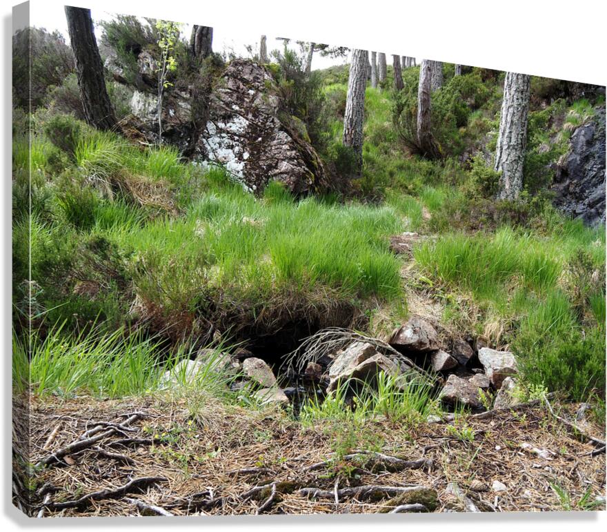  Scottish Highlands Home of the Wild Song                                                                                                                      Canvas Print