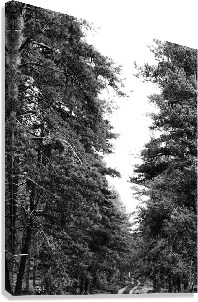 Monochrome Pine Woods in the Scottish Highlands                                                                                                                      Canvas Print