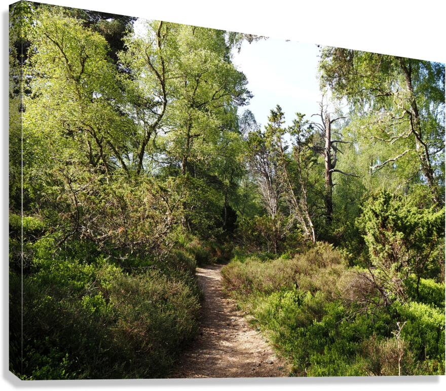  Springs Salute for the Scottish Highlands                                                                                                                     Canvas Print