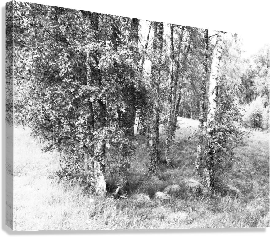 Monochrome Birch Gathering                                                                                                                      Canvas Print