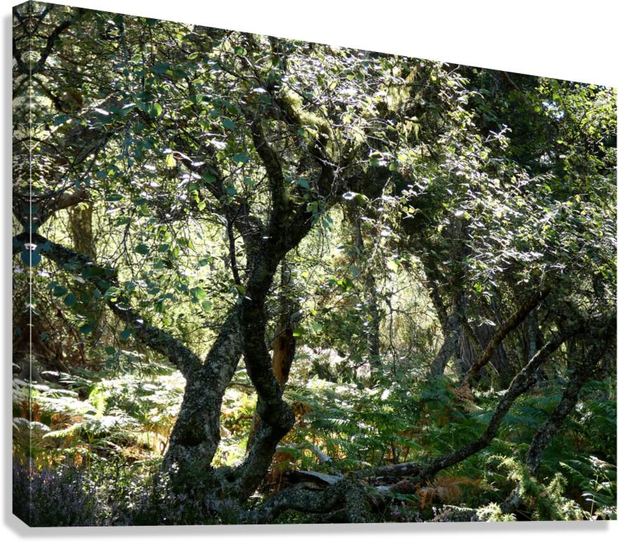 Scottish Highlands Mystical Birch Forest Canvas Print