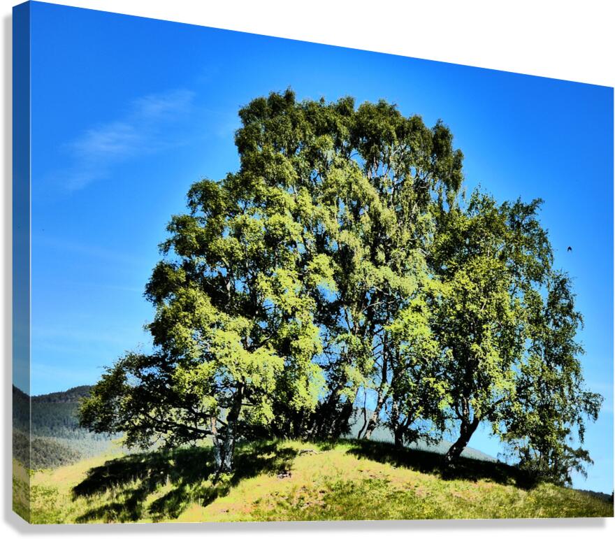 Scottish Highlands Birch Tree Trio Canvas Print