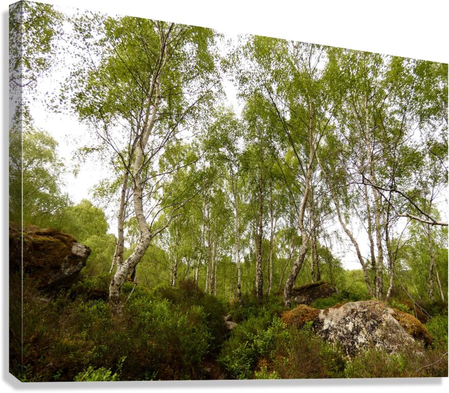 Fairies Spring in the Scottish Highlands  Canvas Print