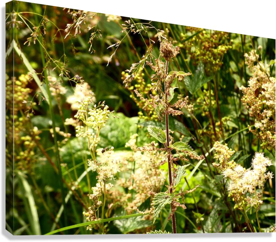 Wild Flowers Delight in the Scottish Highlands Canvas Print