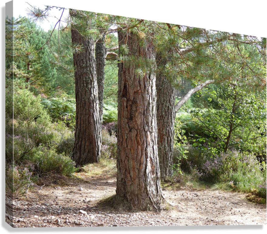 Scottish Highlands Pines Canvas Print