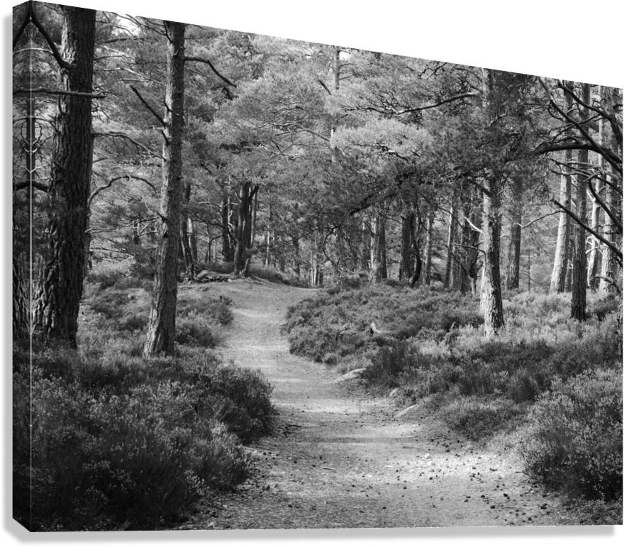 Black and White Forest Walk through the Scottish Highlands Canvas Print
