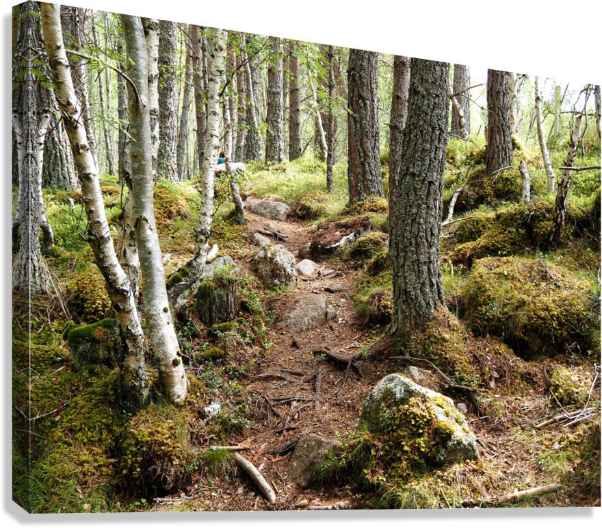  Scottish Highlands Forest Trail                                                                                                                     Canvas Print