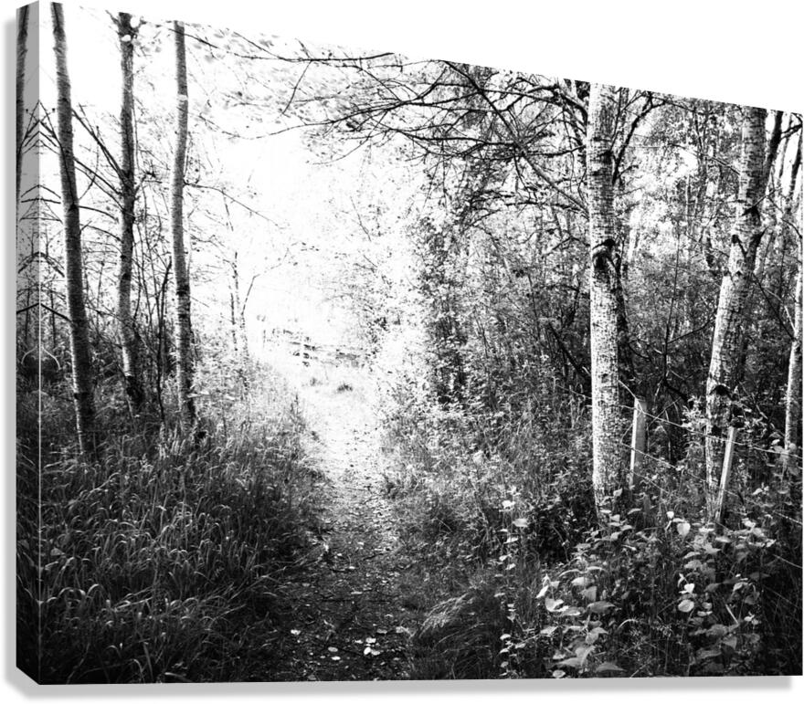 Black and White Walk through the Scottish Highlands                                                                                                                     Canvas Print