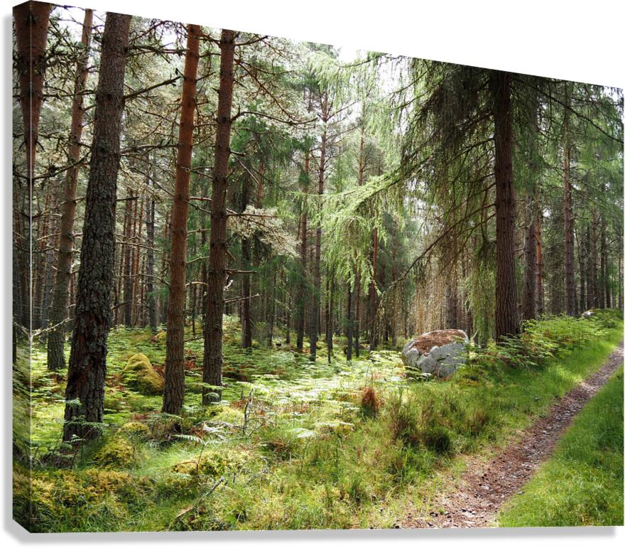  Pine and Spruce Forest Path through the Scottish Highlands                                                                                                                      Canvas Print