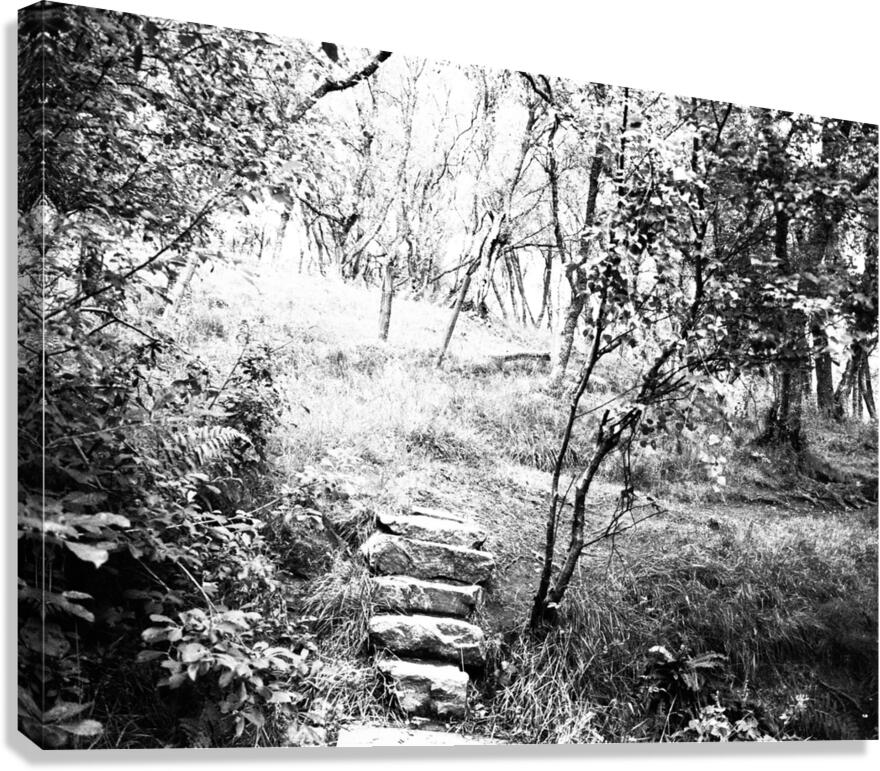  Natures Upward Flight through the Scottish Highlands                                                                                                                     Canvas Print