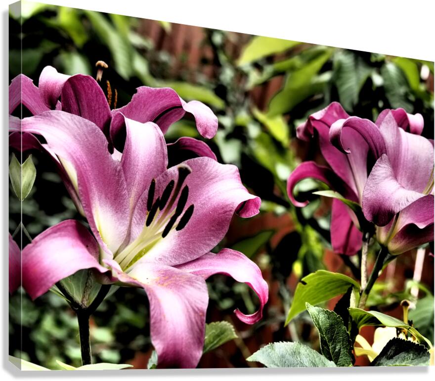  Pink Vibrant Lilies                                                                                                                     Canvas Print