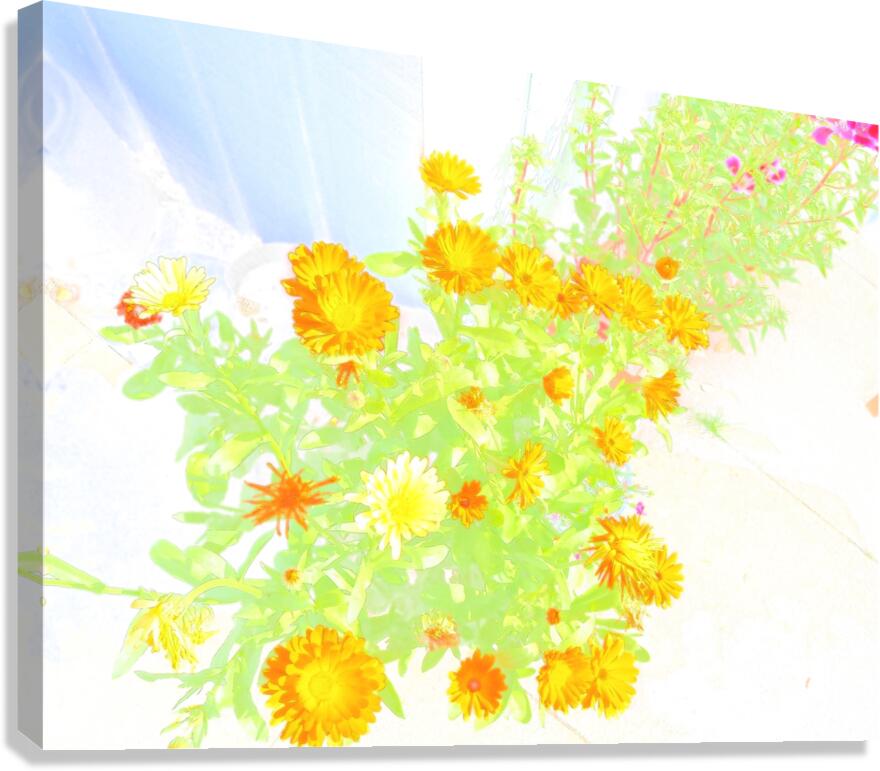 Ethereal Summer Flowers                                                                                                                     Canvas Print
