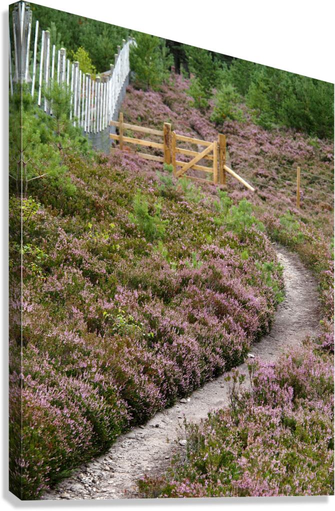  The Heather Honey Trail through the Scottish Highlands                                                                                                                     Canvas Print
