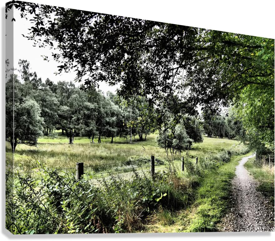 Summer Path in the Scottish Highlands                                                                                                                      Canvas Print