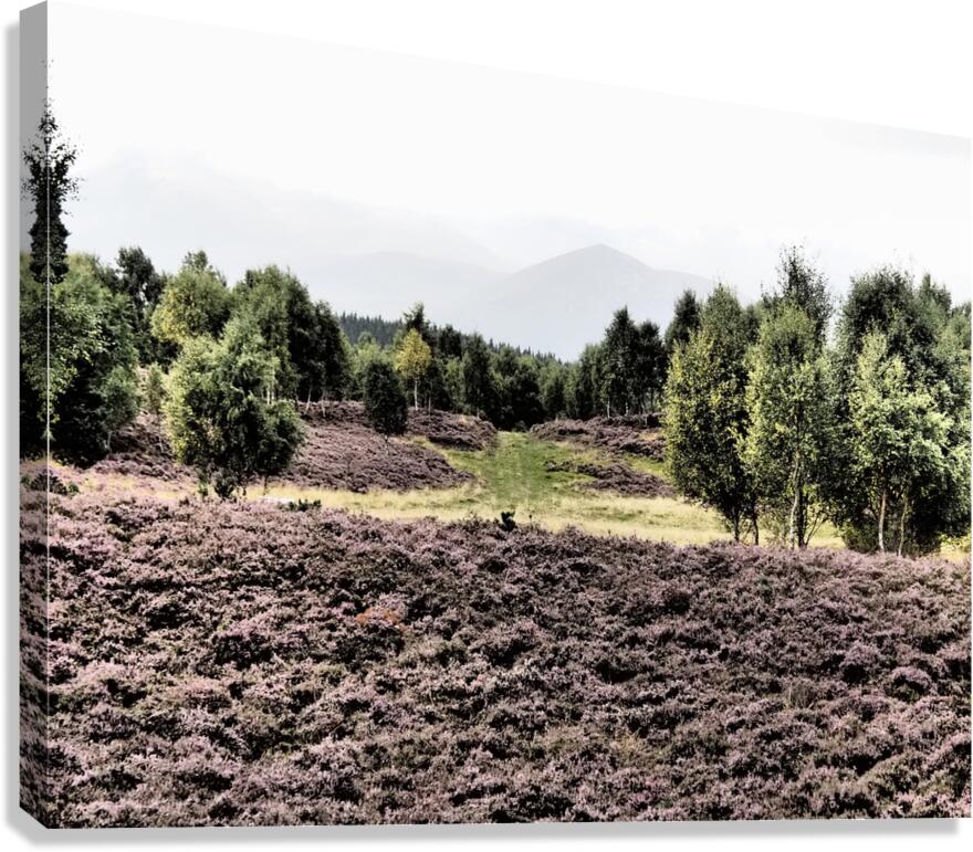 Scottish Highlands Birch Tree Landscape                                                                                                                      Canvas Print