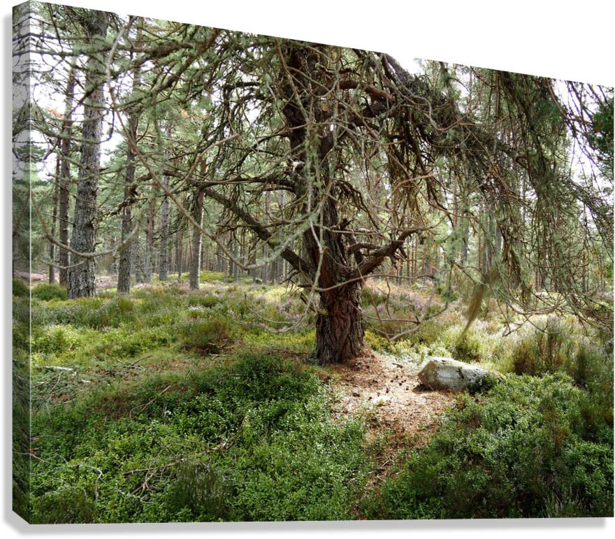 Scottish Highlands Serene Forest with Mossy Tree                                                                                                                      Canvas Print