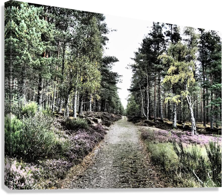 Scottish Highlands Serene  Birch Woodland Trail                                                                                                Canvas Print