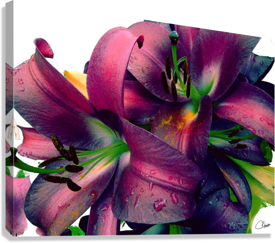 Rich Summer Lily Flowers Canvas Print