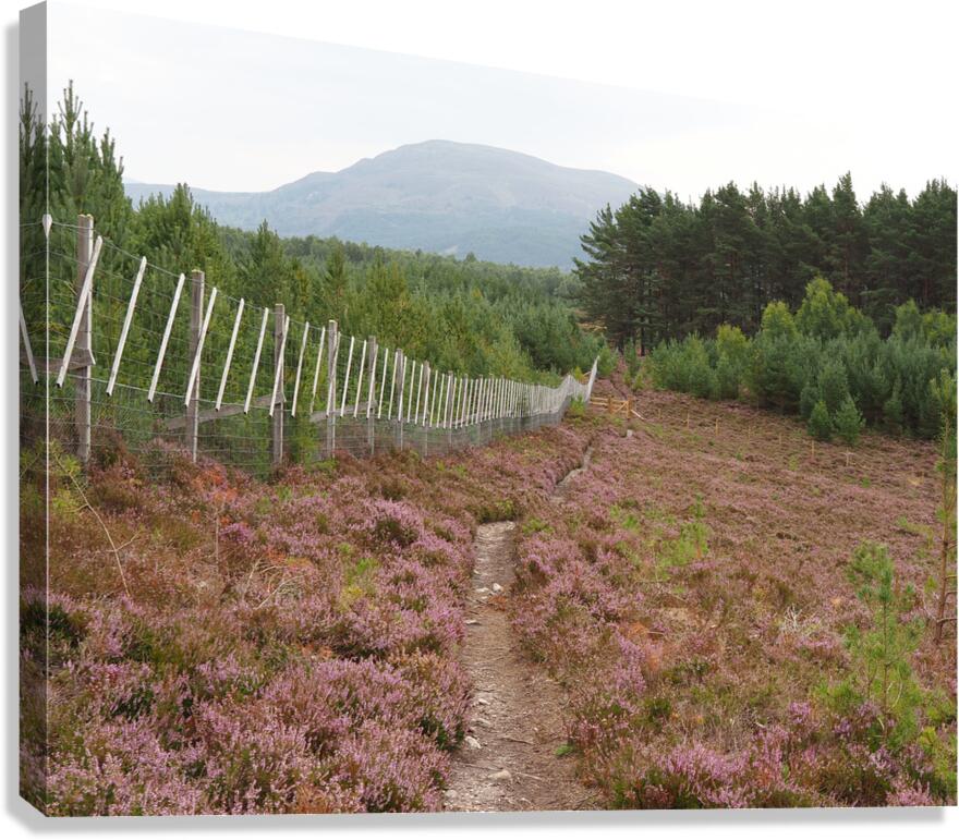  From the Heather to the Mountain                                                                                                                     Canvas Print