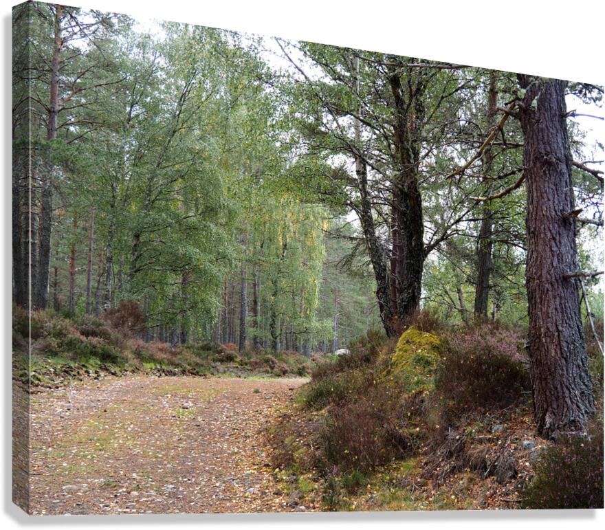 Peaceful Autumnal Forest Trail                                                                                                                      Canvas Print