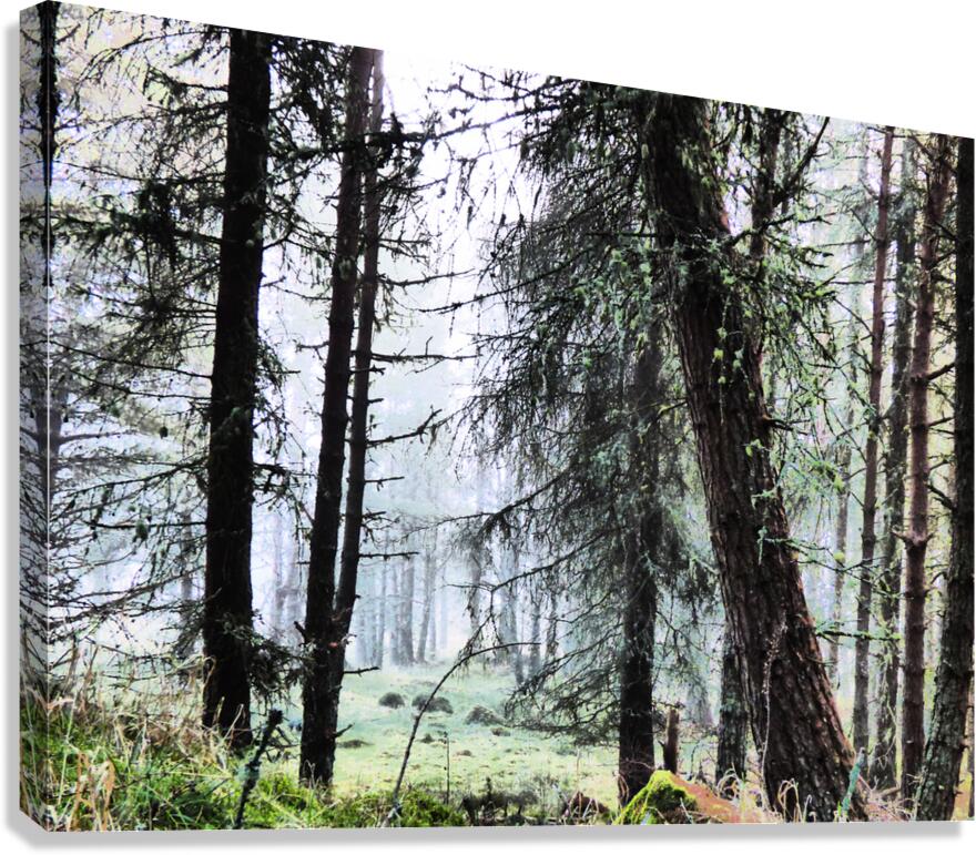 Scottish Highlands Misty Morning Pine Forest Canvas Print