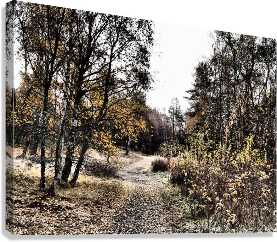  Scottish Highlands Autumnal Nature Trail                                                                                                                     Canvas Print