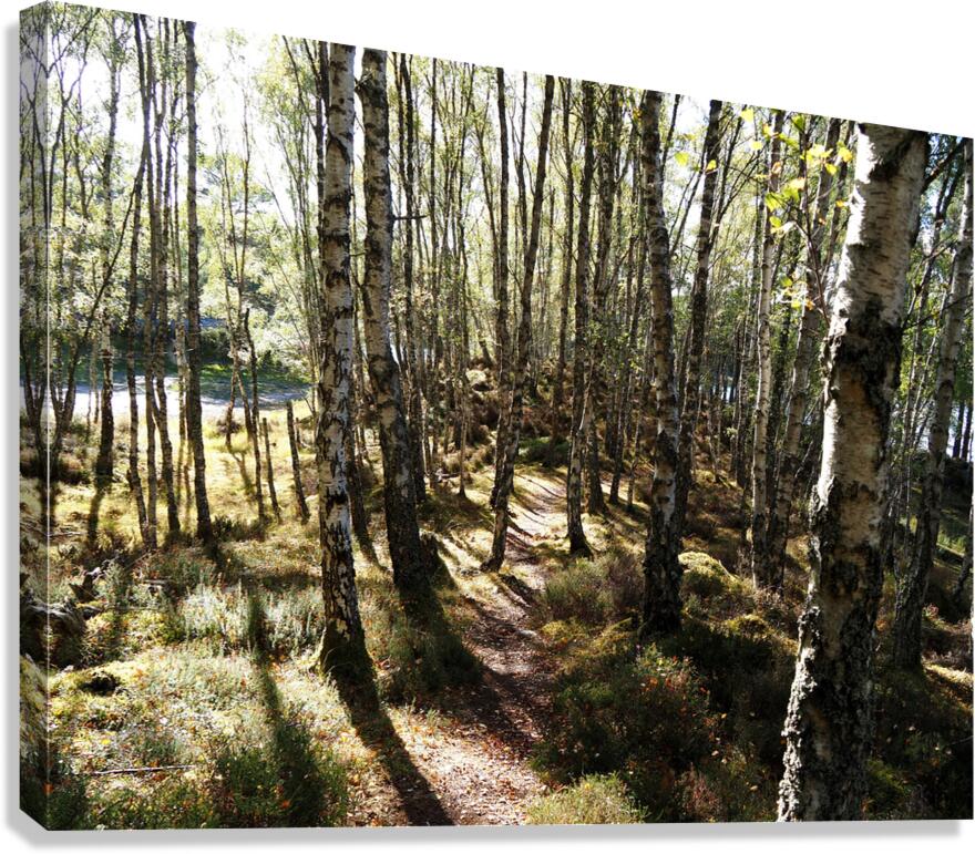 Amongst the Trees                                                                                                                   Canvas Print