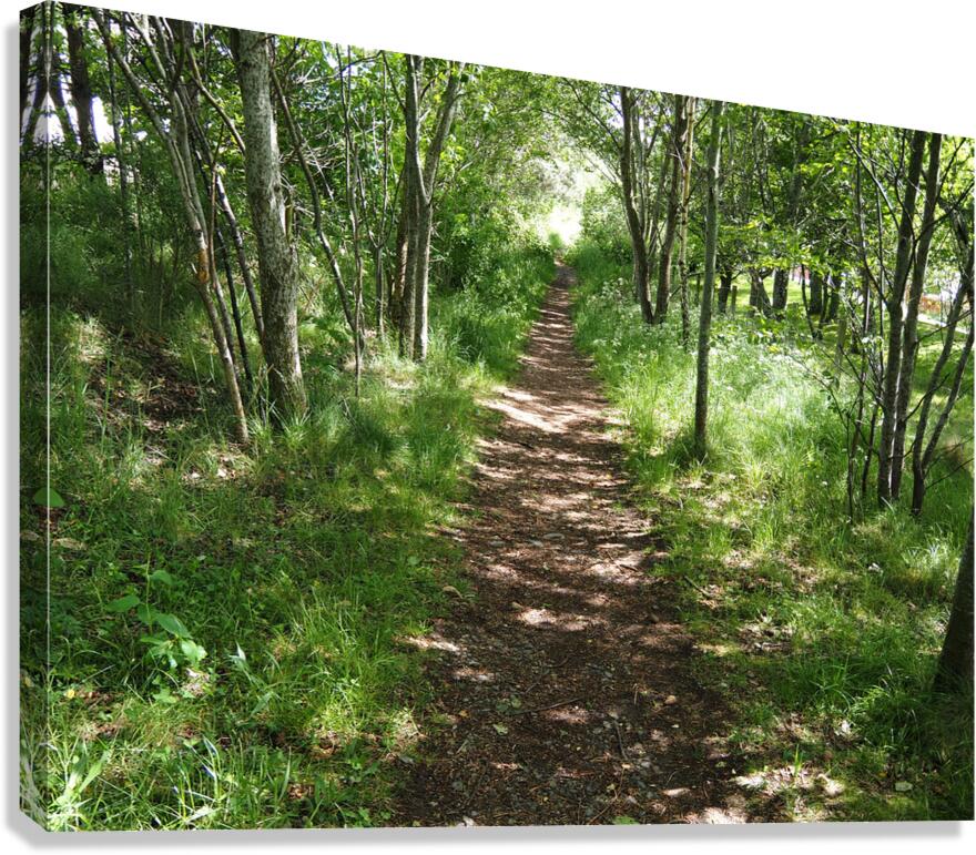 Light and Shadow on a Scottish Highlands Trail                                                                                                                      Canvas Print