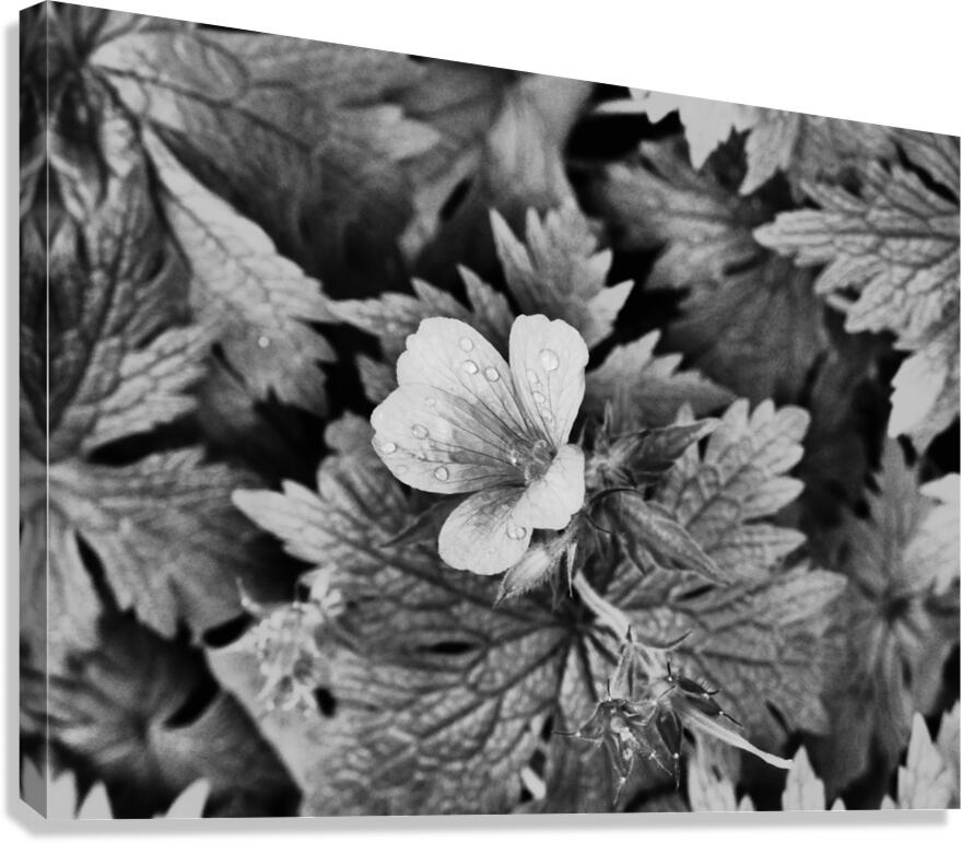 Monochrome Dew Kissed Geranium   Canvas Print