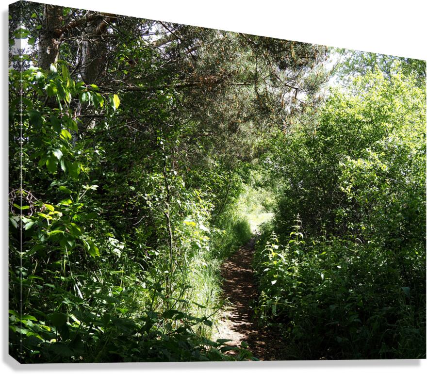 Scottish Highlands Sun Kissed Nature Trail                                                                                                                      Canvas Print