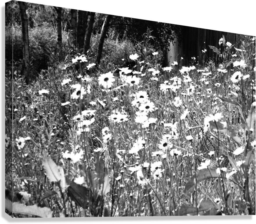  Scottish Highlands Monochrome Daises                                                                                                                     Canvas Print
