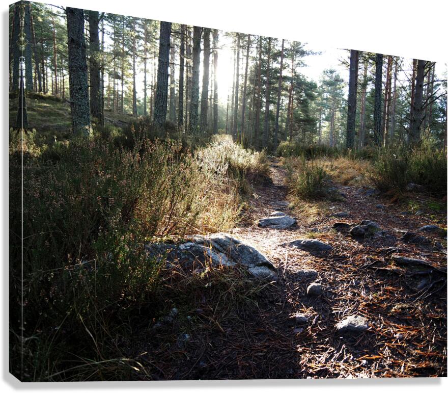 Sunlight on the Trail                                                                                                                      Canvas Print