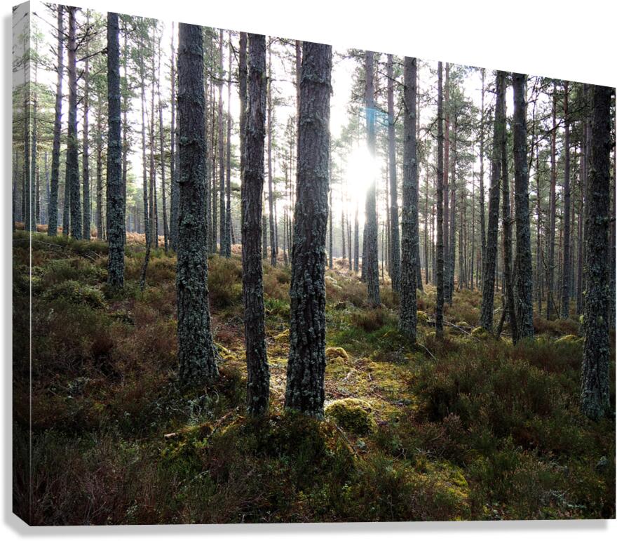 Sunlight through the Pines                                                                                                                      Canvas Print