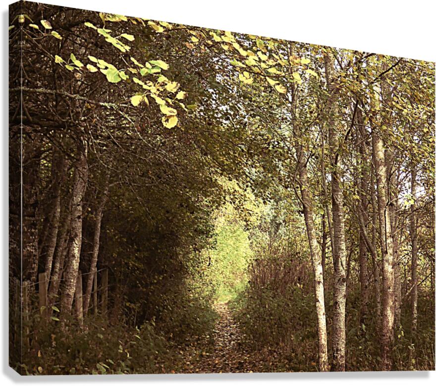 Nature Ramble through the Autumn Birch Trees in the Scottish Highlands Canvas Print