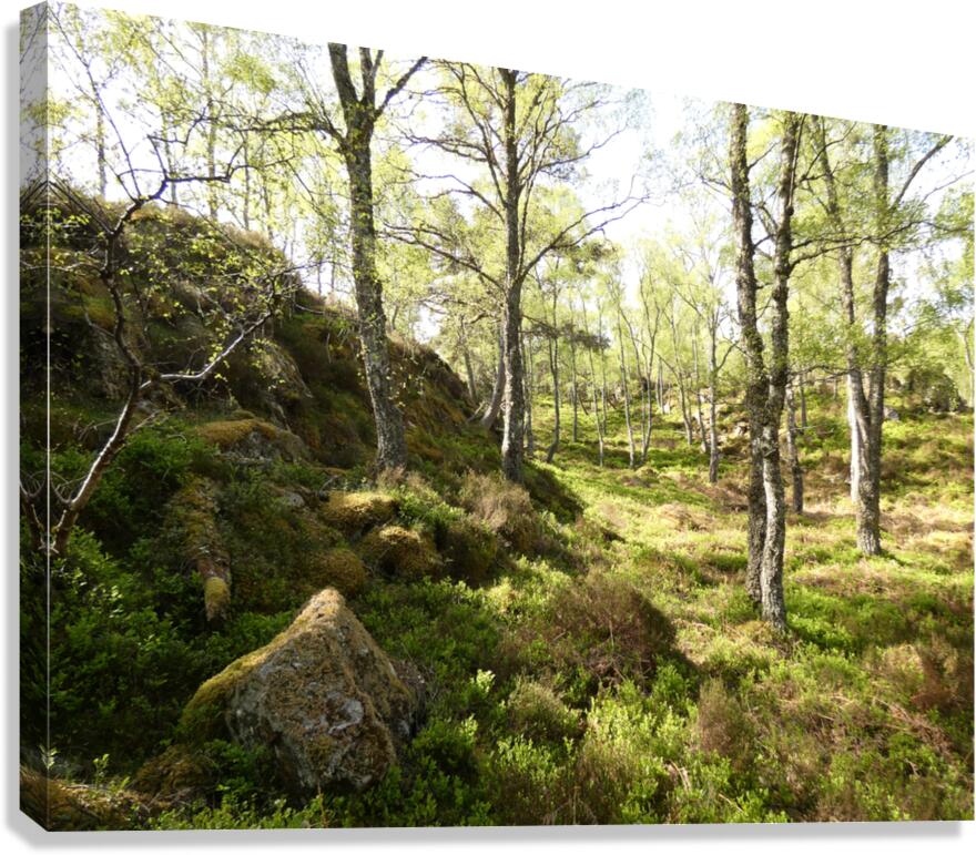 Spring May Morning in a Scottish Highlands Birch Forest Canvas Print