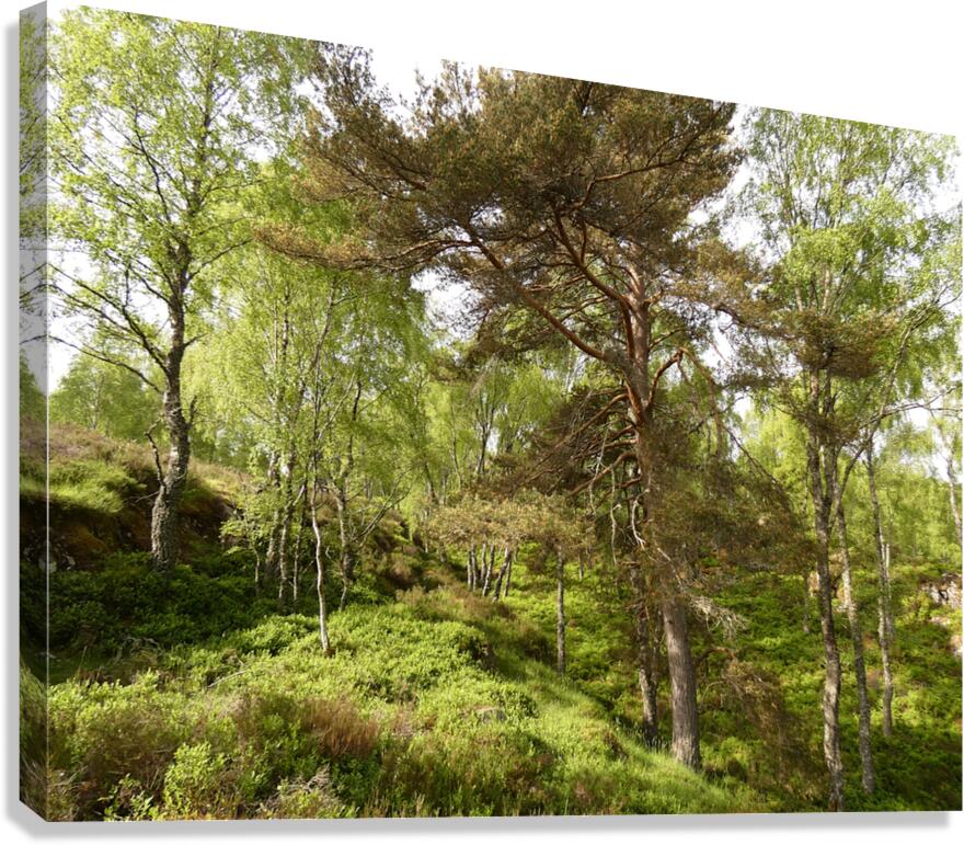 Fairy Tale Lands of the Scottish Highlands. Canvas Print