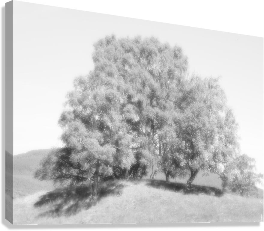 We Three Trees of the Scottish Highlands in High Glossy Monochrome Canvas Print