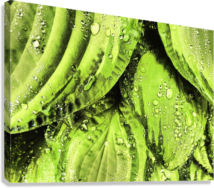 Rainy Hosta Leaves in Intelligent Art Nature Photography Canvas Print