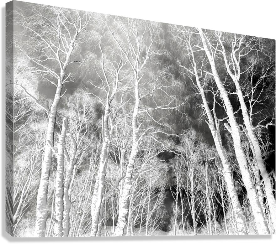   Sottish Highlands Winter Snow Covered Birch Trees  Canvas Print