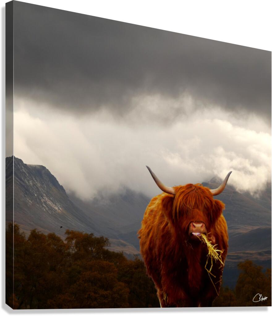  Highland Cow at the Lairig Ghru in the Scottish Highlands Canvas Print