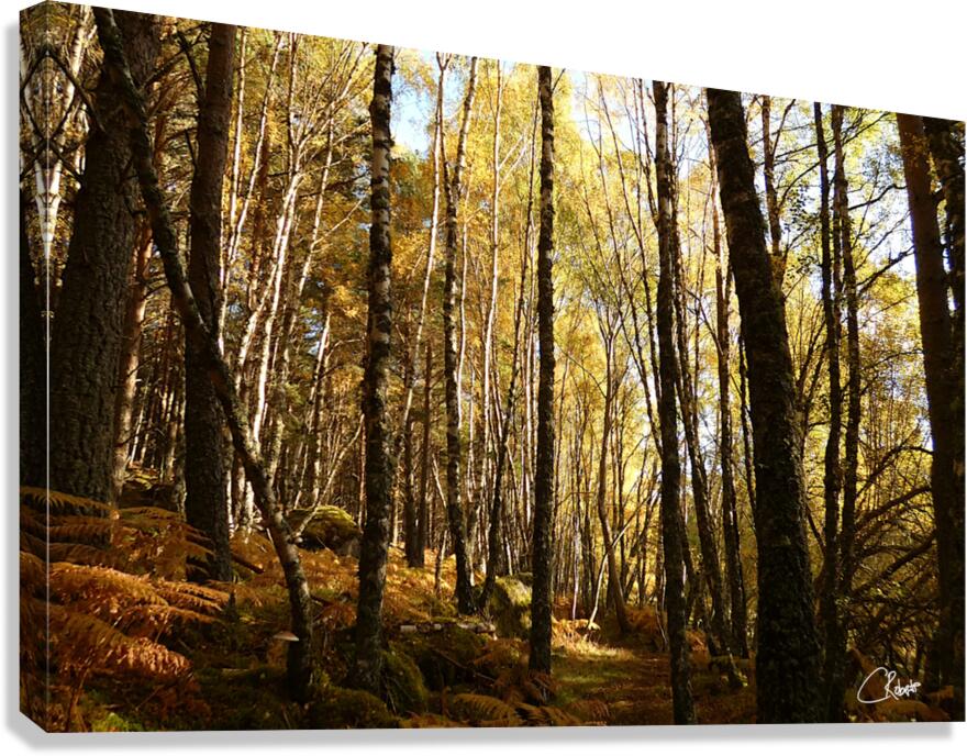 Autumnal Forest Walk in the Scottish Highlands Canvas Print