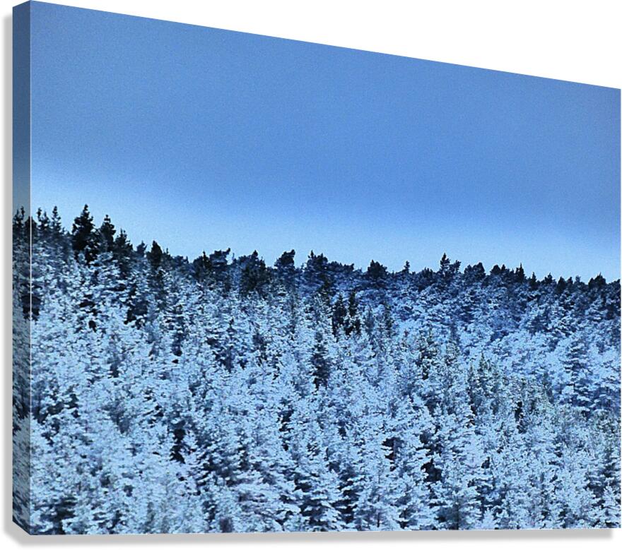 Mad March Pine Forest Snow Canvas Print