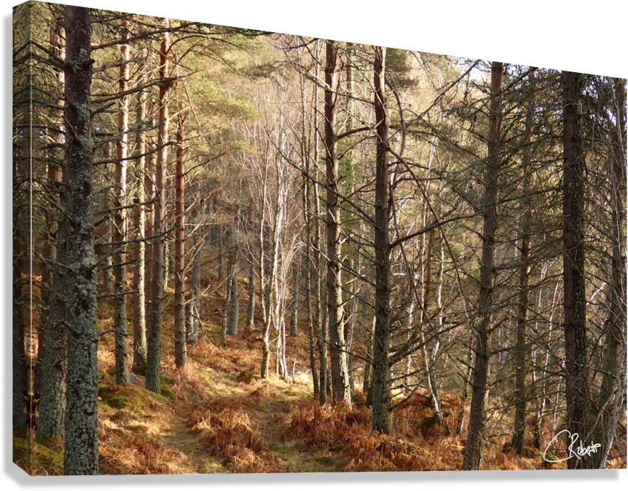  Winters Golden Nature Trail Canvas Print